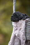 English Cocker Spaniel in a basket