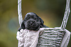 English Cocker Spaniel in a basket