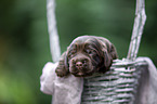 English Cocker Spaniel in a basket