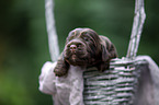 English Cocker Spaniel in a basket