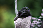 English Cocker Spaniel in a basket