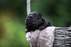 English Cocker Spaniel in a basket