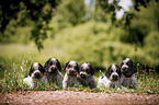 English Cocker Spaniel puppies