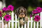 English Cocker Spaniel Puppy at fence