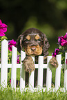 English Cocker Spaniel Puppy at fence