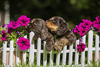 English Cocker Spaniel Puppy at fence