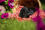 English Cocker Spaniel Puppy in a basket