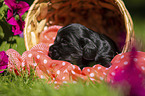 English Cocker Spaniel Puppy in a basket