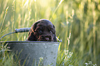 English Cocker Spaniel puppy in bucket
