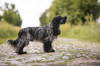 standing English Cocker Spaniel