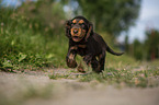 running English Cocker Spaniel Puppy