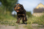 running English Cocker Spaniel Puppy