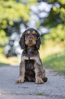 English Cocker Spaniel puppy