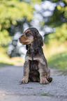 English Cocker Spaniel puppy