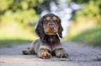English Cocker Spaniel puppy