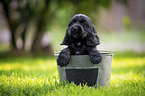 English Cocker Spaniel Puppy in bucket
