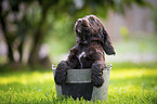 English Cocker Spaniel Puppy in bucket