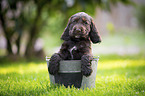 English Cocker Spaniel Puppy in bucket