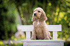 sitting English Cocker Spaniel Puppy