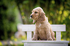 sitting English Cocker Spaniel Puppy