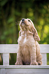 sitting English Cocker Spaniel Puppy
