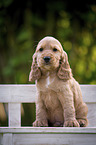 sitting English Cocker Spaniel Puppy