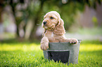 English Cocker Spaniel Puppy in bucket