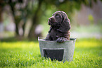 English Cocker Spaniel Puppy in bucket