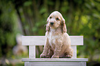sitting English Cocker Spaniel Puppy