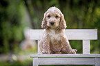 sitting English Cocker Spaniel Puppy