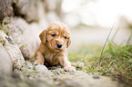 sitting English Cocker Spaniel puppy