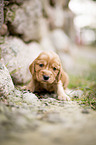 sitting English Cocker Spaniel puppy