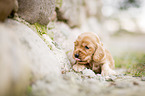 lying English Cocker Spaniel Puppy