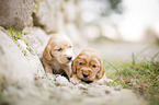 English Cocker Spaniel puppies