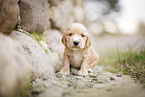 sitting English Cocker Spaniel puppy