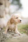 English Cocker Spaniel Puppy