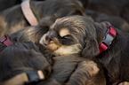 English Cocker Spaniel puppies