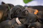 English Cocker Spaniel puppies