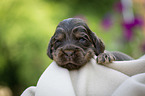 lying English Cocker Spaniel puppy