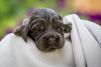 lying English Cocker Spaniel puppy