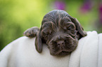 lying English Cocker Spaniel puppy