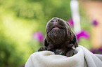 lying English Cocker Spaniel puppy