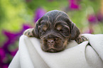 lying English Cocker Spaniel puppy