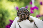 lying English Cocker Spaniel puppy