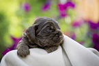 lying English Cocker Spaniel puppy