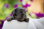 lying English Cocker Spaniel puppy
