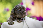 lying English Cocker Spaniel puppy