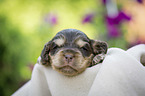 lying English Cocker Spaniel puppy