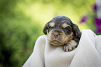 lying English Cocker Spaniel puppy