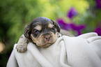 lying English Cocker Spaniel puppy